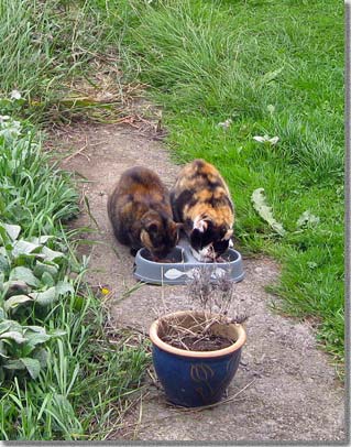 庭猫の給餌